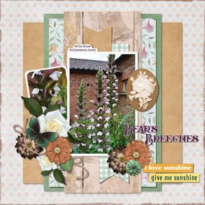 Bear's Breeches
