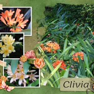 Clivia