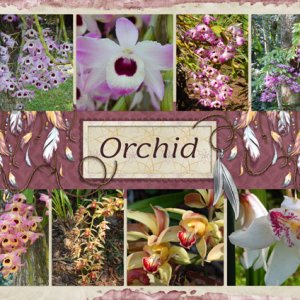 Orchids