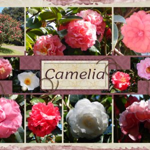 Camelias