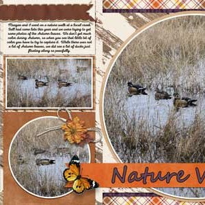 Ducks - nature watch