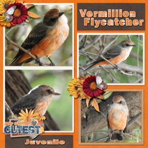 vermillion_flycatcher_2019_October