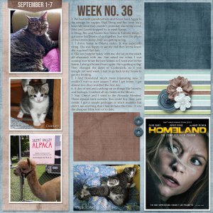 2019 Day2Day Week 36