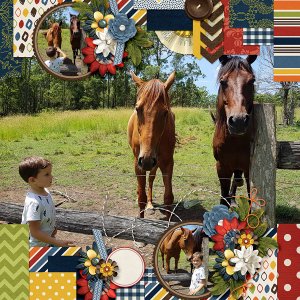 A day with the Horses