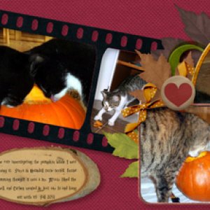 Pumpkin Cats 2011