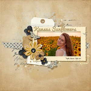 Kansas Sunflowers