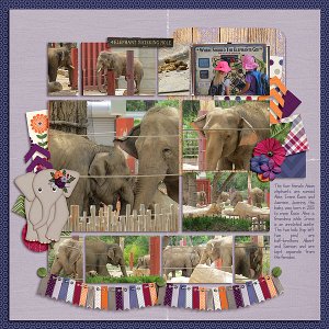 Albuquerque Zoo - Elephants