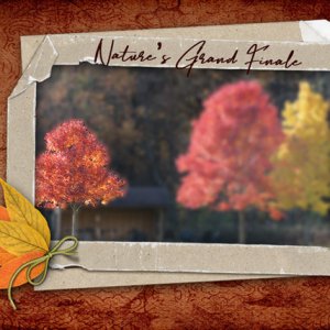 Nature's Grand Finale