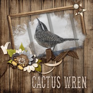 Cactus_Wren_small