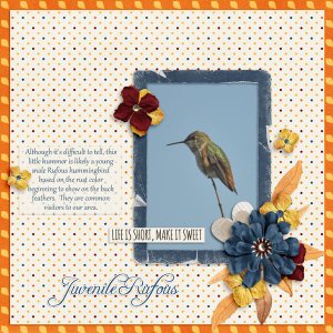 Juvenile Rufous - Oct CAP mini challenge