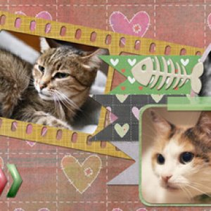 DSD19_FB_timeline