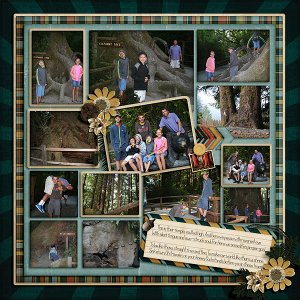 Redwoods11