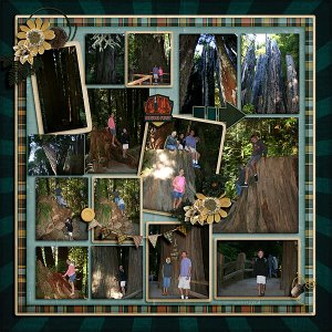 Redwoods2