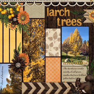 LARCH TREES