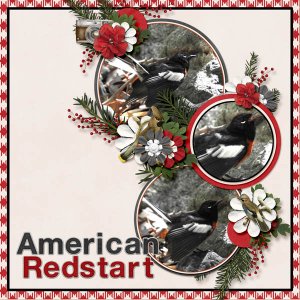 American_Redstart_Winter_Walk