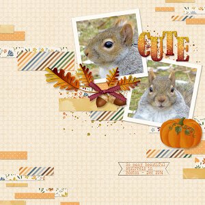 Cute Squirrels