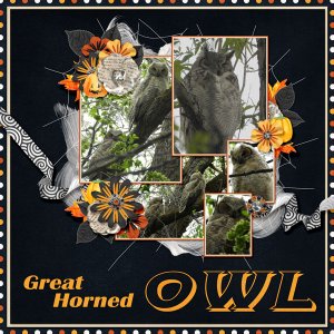 Great_horned_owl_just_say_boo