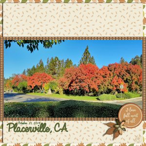 Placerville red trees