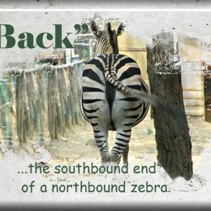 ATC 2019-125 Back