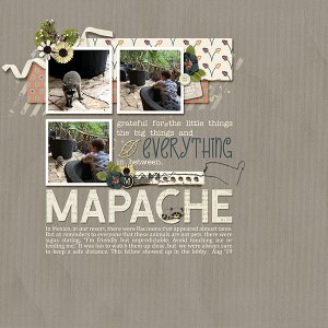 Mapache