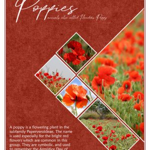 Poppies