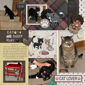 Foster Cats - Exploration