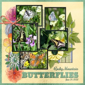 Rocky Mountain Butterflies