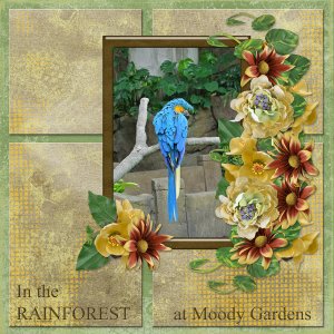 In the Rainforest at Moody Gardens