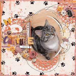 Cattitude