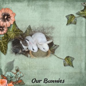 Our Bunnies
