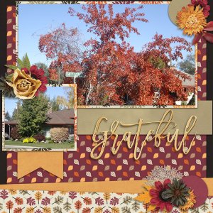 Grateful for Fall