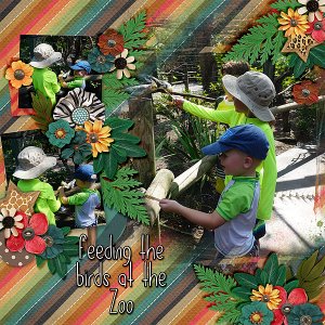 dh-bird-feeding