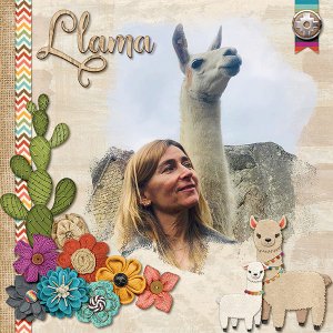 LLama - Machu Picchu, Peru