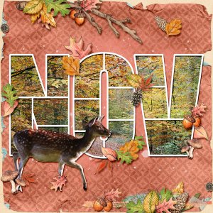 Autumn colors in November