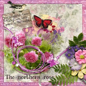 The-northern-rose