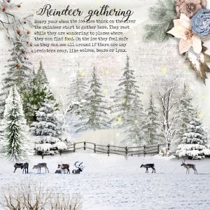 Reindeer-gathering