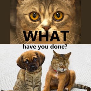 WHAT have you done?