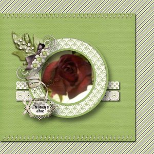 The Beauty of a Rose
