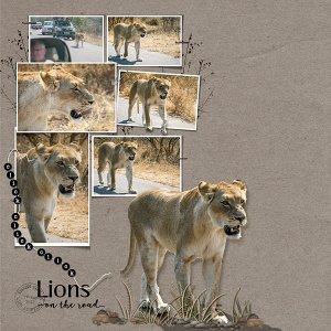 Lion Sighting No 3 LHS