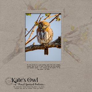 Kates Pearl Spotted Owl
