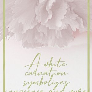 White Carnation