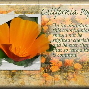 ATC 2019-137 California Poppy