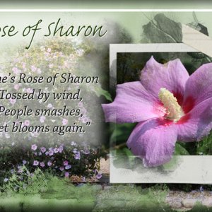 ATC 2019-138 Rose of Sharon