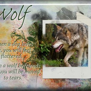 ATC 2019-141 Wolf