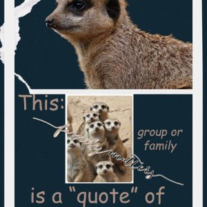 Meerkats