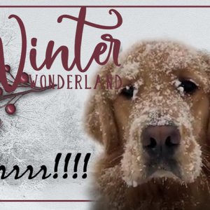 Winter Wonderland