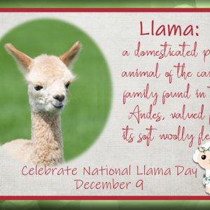 ATC 2019-144 Llama