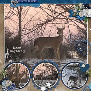 Deer Sighting