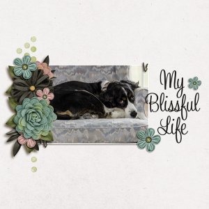 Blissful Life