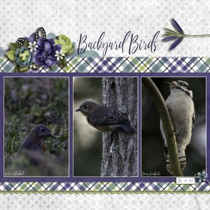 Backyard Birds